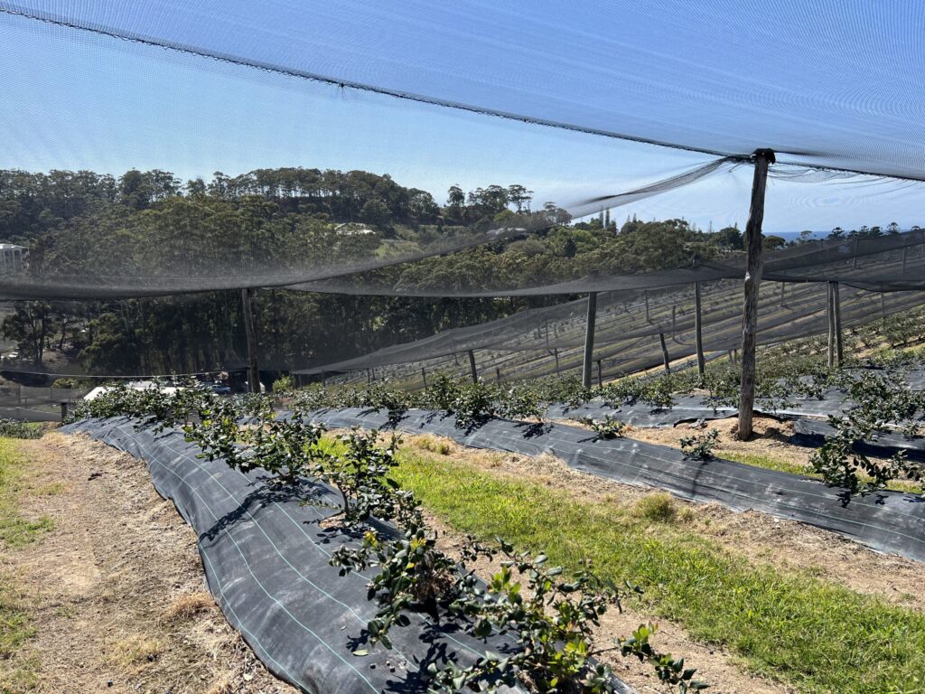 オーストラリアコフスハーバー（NSW）でのブルーベリーファーム体験談