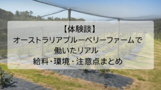 【体験談】オーストラリアブルーベリーファームで働いたリアル｜給料・環境・注意点まとめ
